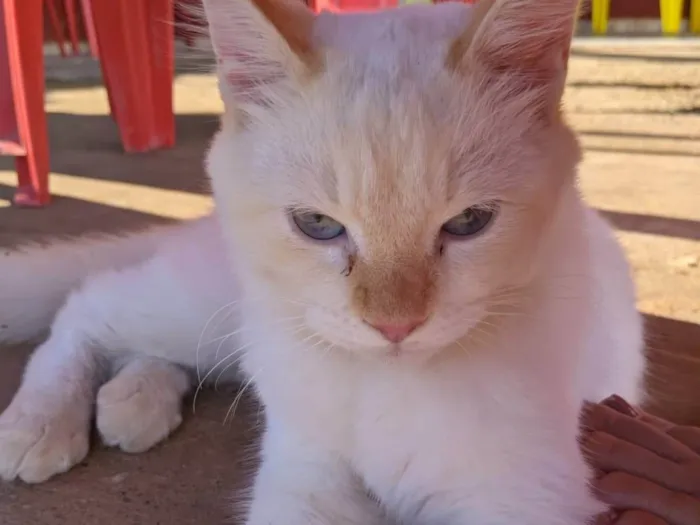 Gato ra a Siamês idade 7 a 11 meses nome Tom