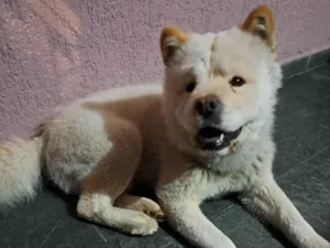 Cachorro raça Chow Chow idade 7 a 11 meses nome Chow chow