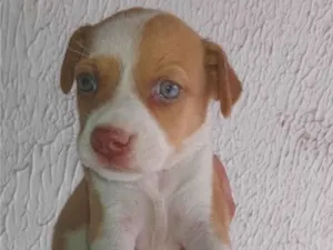 Cachorro raça SRD-ViraLata idade Abaixo de 2 meses nome Filhotes 