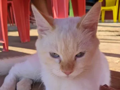 Gato raça Siamês idade 7 a 11 meses nome Tom