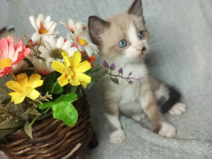 Gato ra a SRD-ViraLata idade Abaixo de 2 meses nome Gleicy 