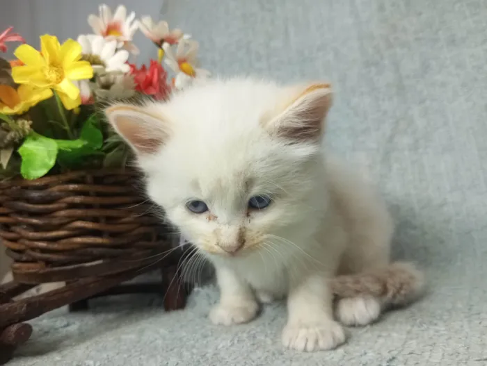 Gato ra a SRD-ViraLata idade Abaixo de 2 meses nome Gleicy 