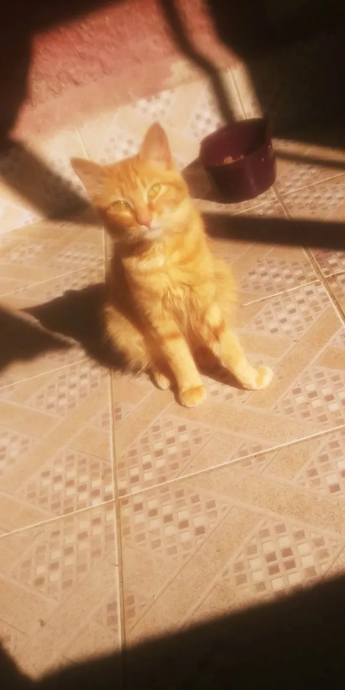 Gato ra a SRD-ViraLata idade 7 a 11 meses nome Menina