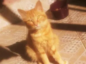 Gato raça SRD-ViraLata idade 7 a 11 meses nome Menina