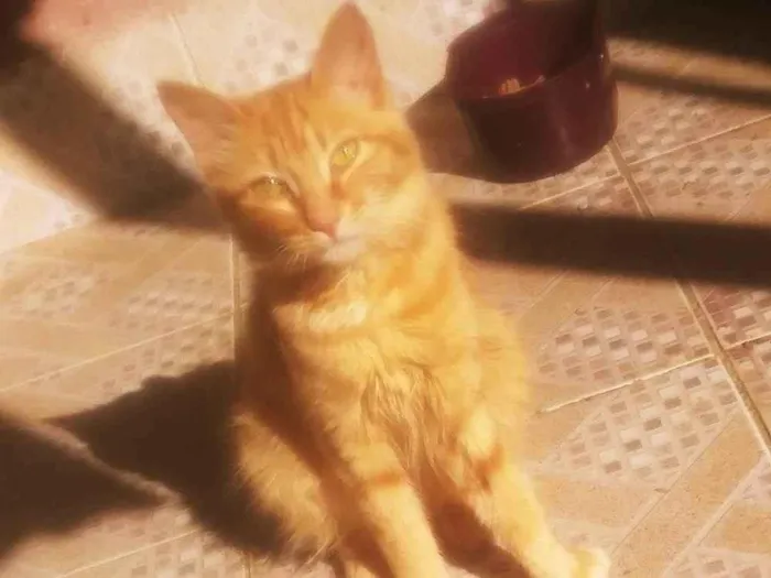 Gato ra a SRD-ViraLata idade 7 a 11 meses nome Menina