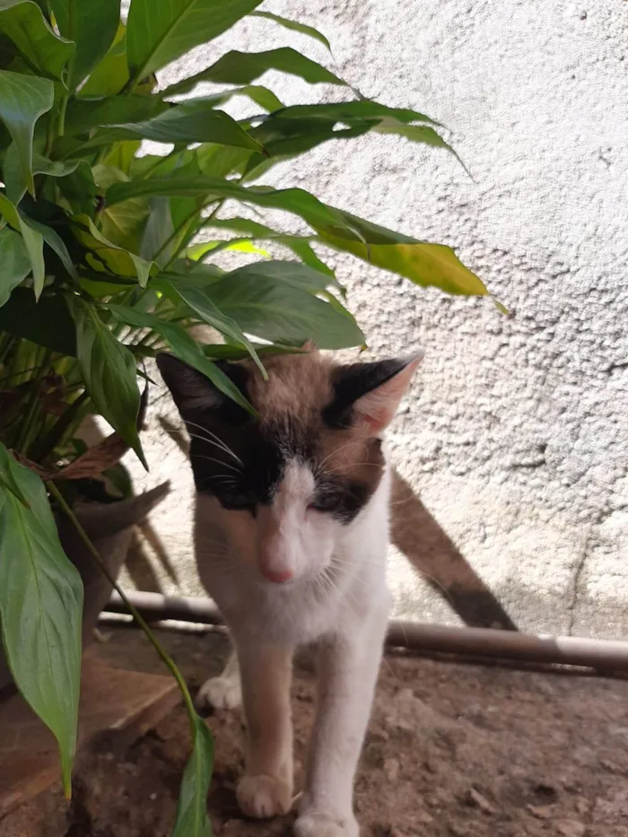 Gato ra a American Shorthair idade 1 ano nome Filhinho