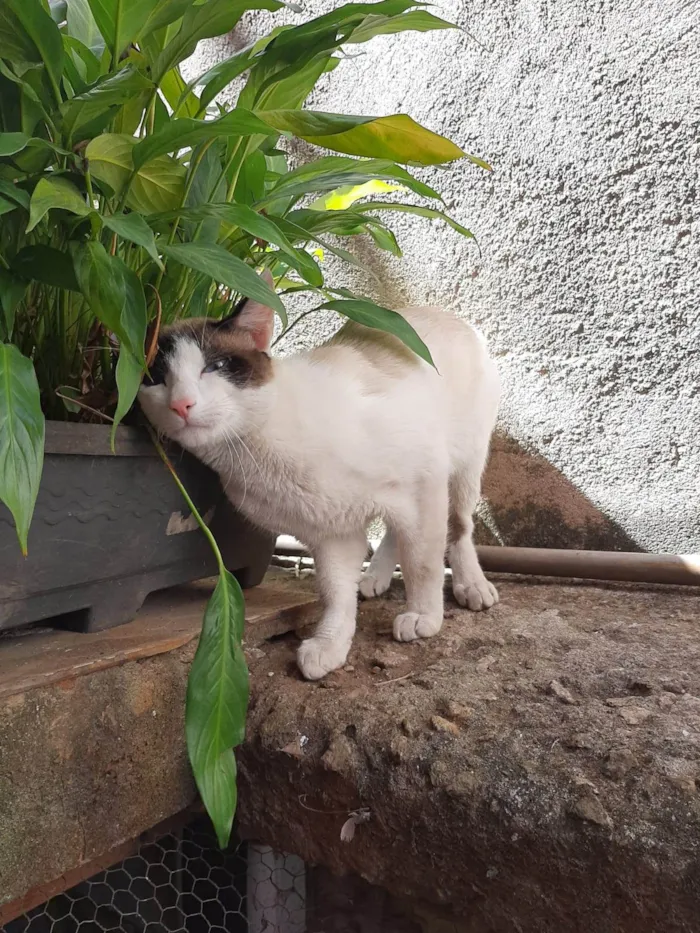 Gato ra a American Shorthair idade 1 ano nome Filhinho