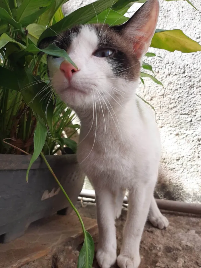 Gato ra a American Shorthair idade 1 ano nome Filhinho