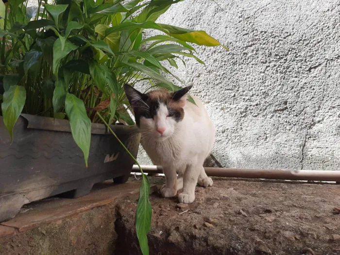 Gato ra a American Shorthair idade 1 ano nome Filhinho