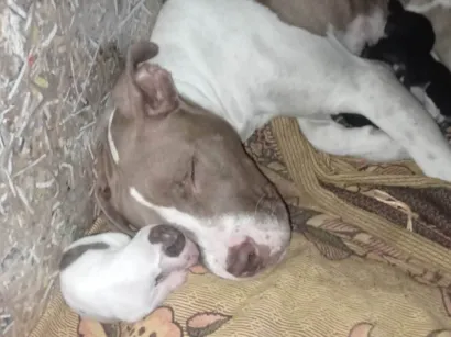 Cachorro raça Pit-Bull idade 2 a 6 meses nome Vários filhotes