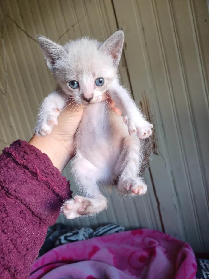 Gato ra a Siamês idade Abaixo de 2 meses nome Bebês siamesa adocao