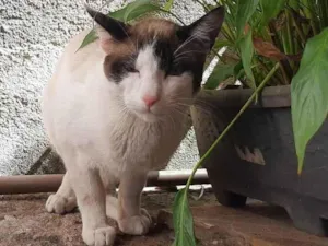 Gato raça American Shorthair idade 1 ano nome Filhinho