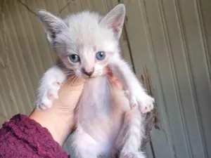 Gato raça Siamês idade Abaixo de 2 meses nome Bebês siamesa adocao