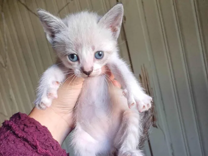 Gato ra a Siamês idade Abaixo de 2 meses nome Bebês siamesa adocao