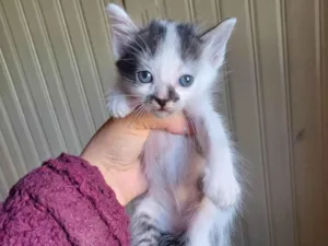 Gato raça SRD-ViraLata idade Abaixo de 2 meses nome Frajola peluda adocao 