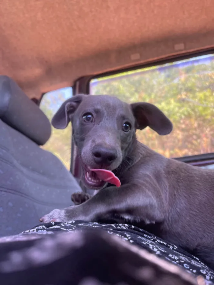 Cachorro ra a Pit-Bull idade 2 a 6 meses nome Cavaco