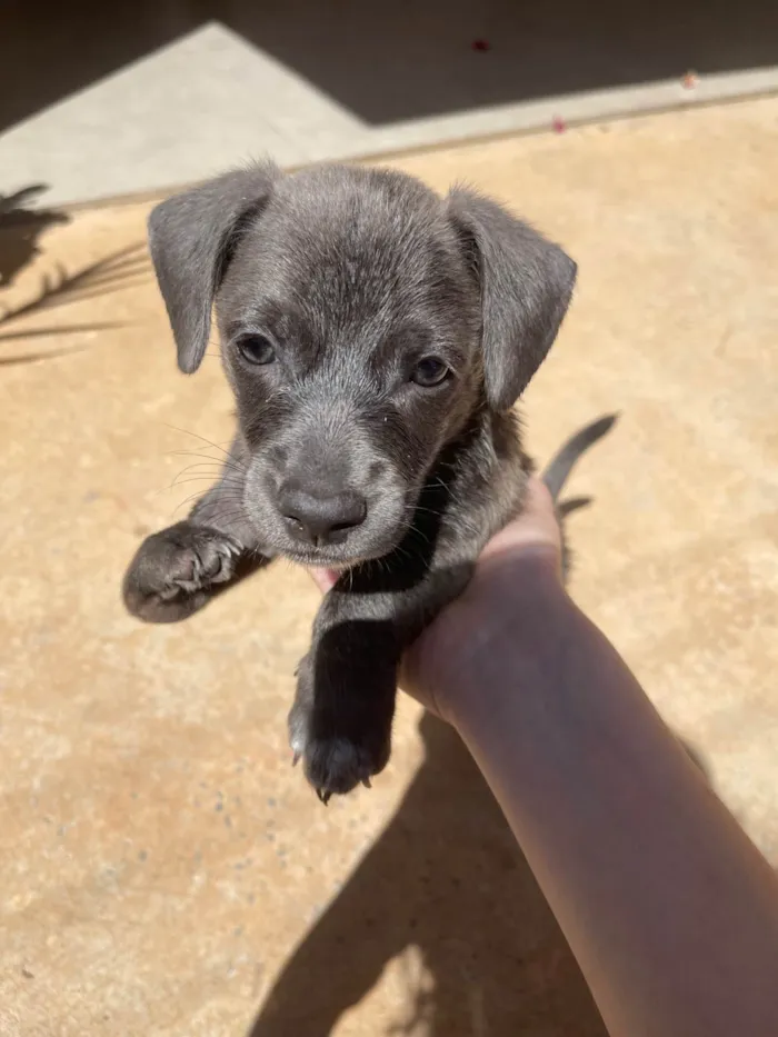 Cachorro ra a Pit-Bull idade 2 a 6 meses nome Cavaco