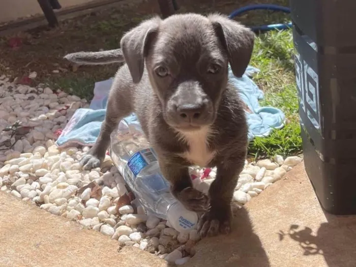 Cachorro ra a Pit-Bull idade 2 a 6 meses nome Cavaco