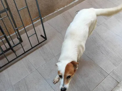 Cachorro raça SRD-ViraLata idade 4 anos nome Jade