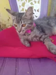 Amora