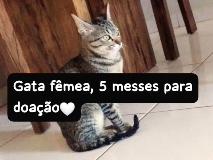 Gato ra a SRD-ViraLata idade 2 a 6 meses nome Murisquinha 