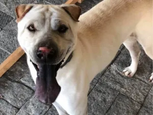 Cachorro raça Shar Pei idade 3 anos nome Gorda