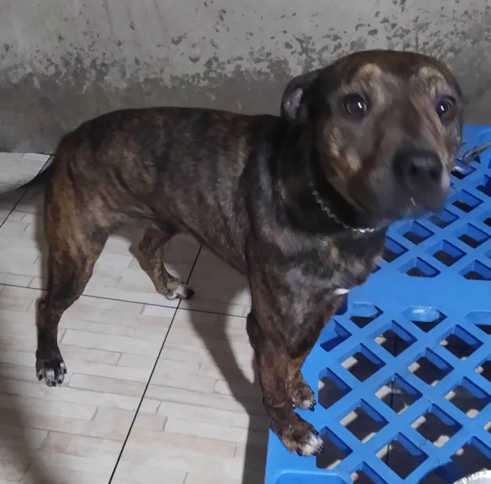 Cachorro ra a SRD-ViraLata idade 1 ano nome Thor