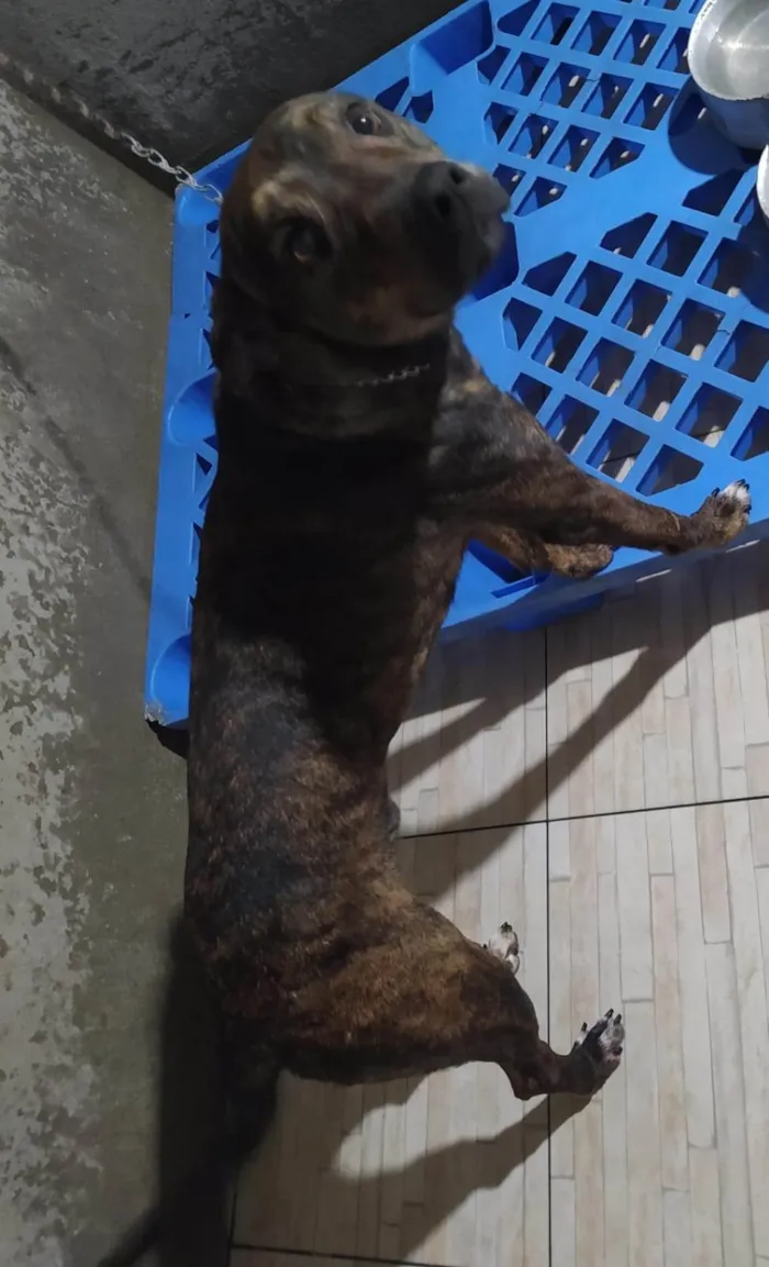 Cachorro ra a SRD-ViraLata idade 1 ano nome Thor