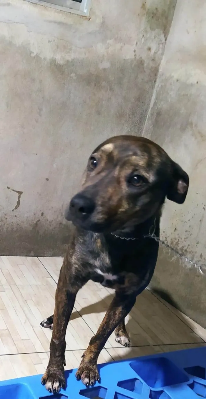 Cachorro ra a SRD-ViraLata idade 1 ano nome Thor