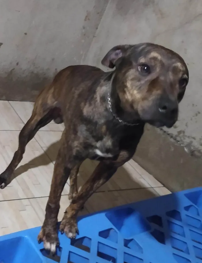 Cachorro ra a SRD-ViraLata idade 1 ano nome Thor