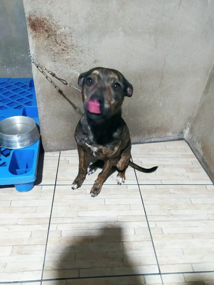 Cachorro ra a SRD-ViraLata idade 1 ano nome Thor