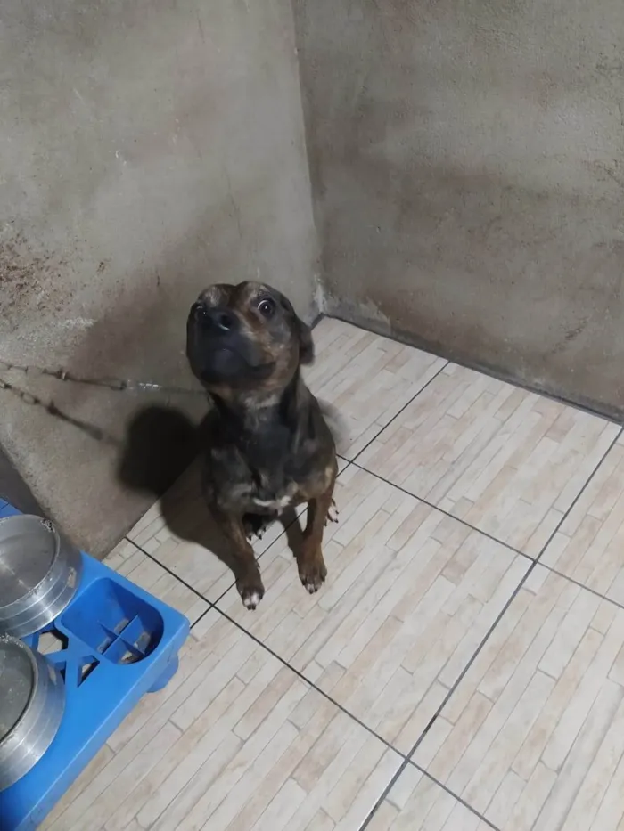 Cachorro ra a SRD-ViraLata idade 1 ano nome Thor