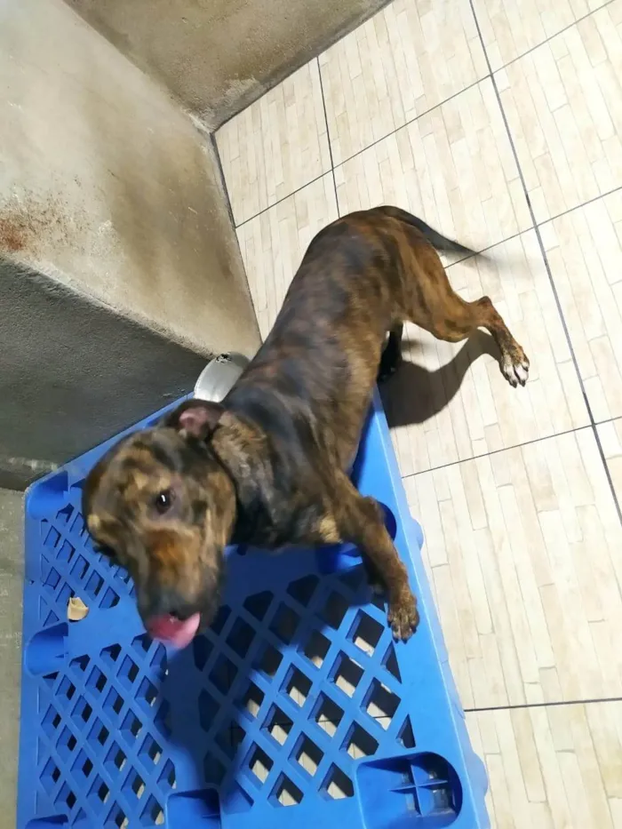 Cachorro ra a SRD-ViraLata idade 1 ano nome Thor