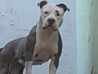 Cachorro raça Pit-Bull idade 1 ano nome Nina