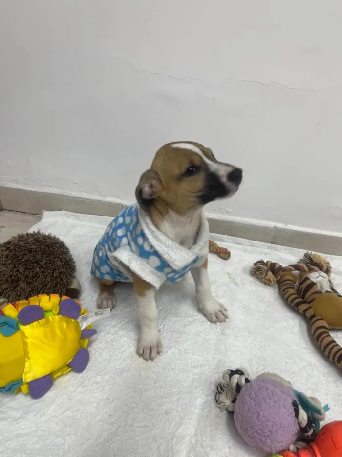 Cachorro ra a SRD-ViraLata idade 2 a 6 meses nome Diogo