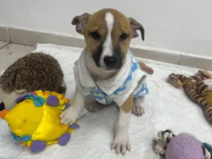 Cachorro raça SRD-ViraLata idade 2 a 6 meses nome Diogo