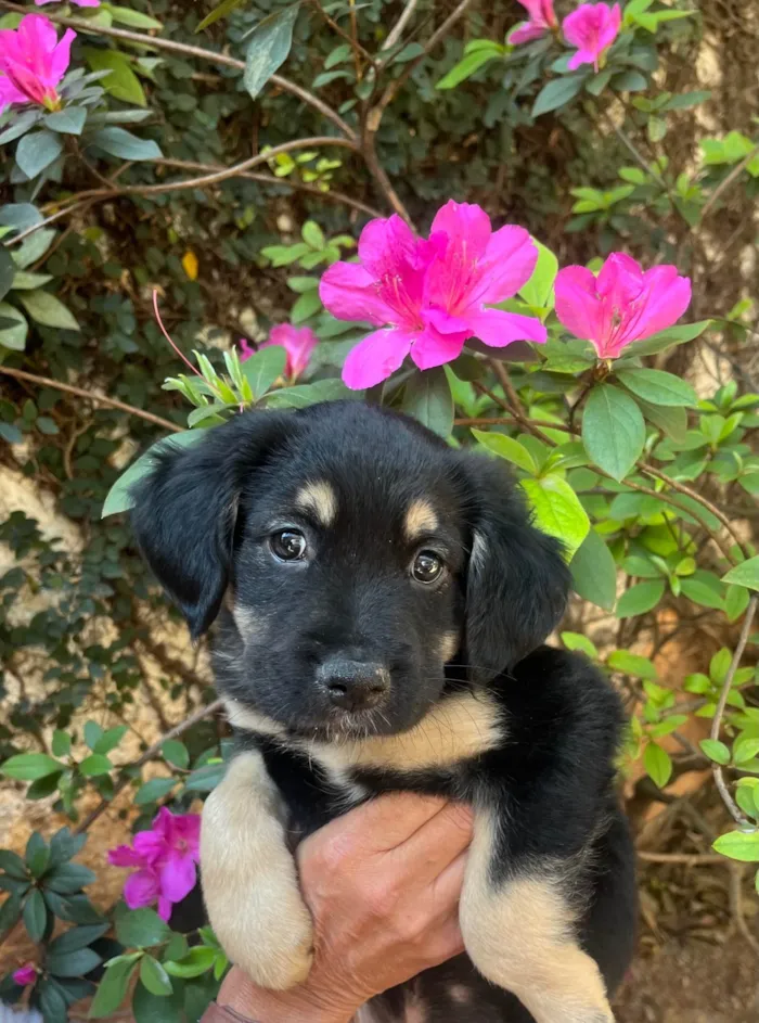 Cachorro ra a SRD-ViraLata idade Abaixo de 2 meses nome David