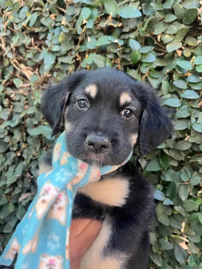 Cachorro ra a SRD-ViraLata idade Abaixo de 2 meses nome David