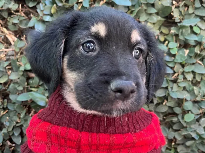 Cachorro ra a SRD-ViraLata idade Abaixo de 2 meses nome David