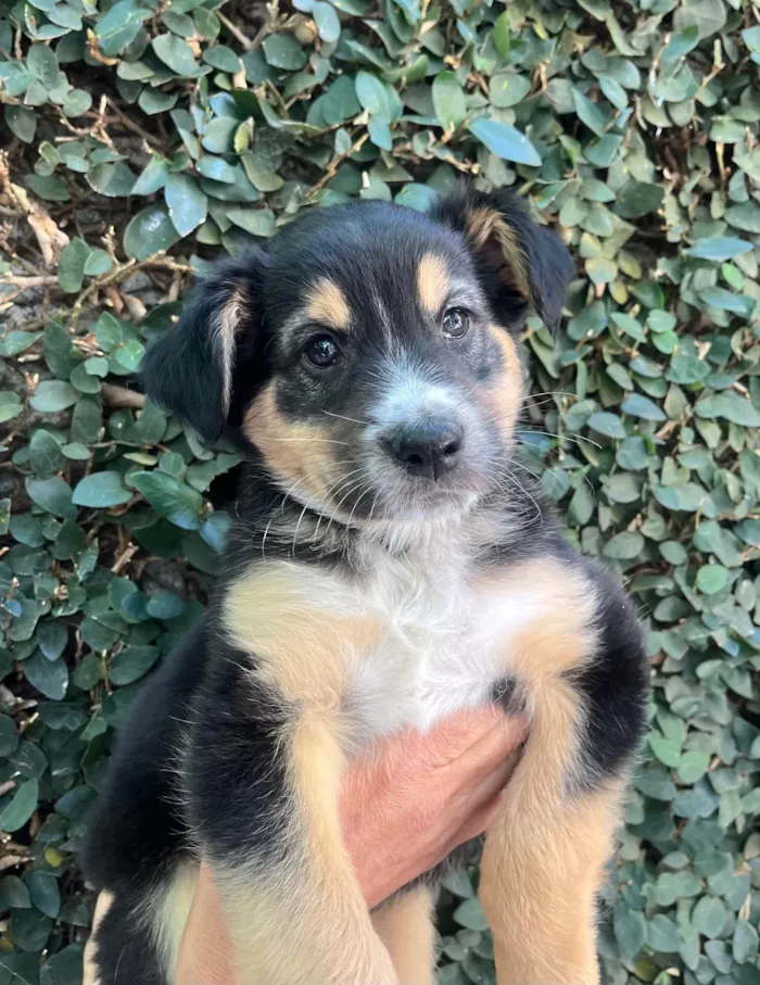 Cachorro ra a SRD-ViraLata idade Abaixo de 2 meses nome Daniel