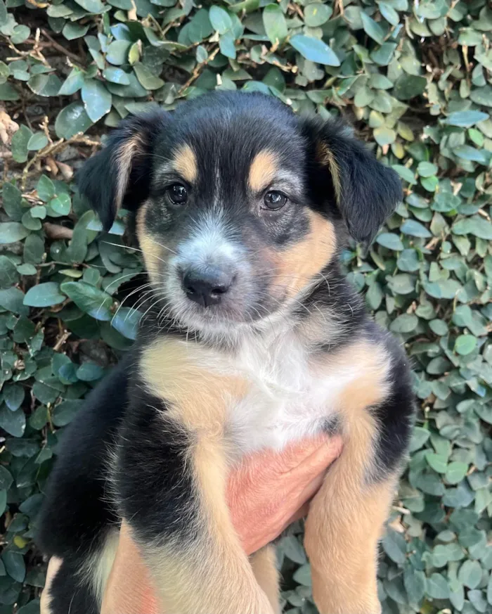 Cachorro ra a SRD-ViraLata idade Abaixo de 2 meses nome Daniel