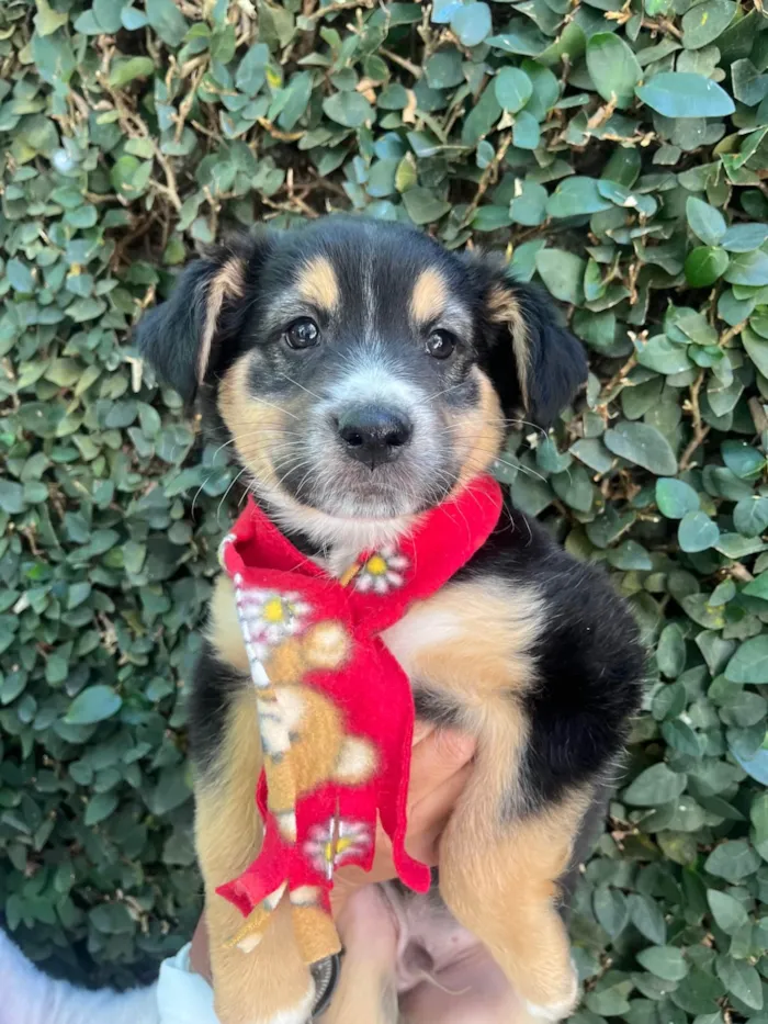 Cachorro ra a SRD-ViraLata idade Abaixo de 2 meses nome Daniel