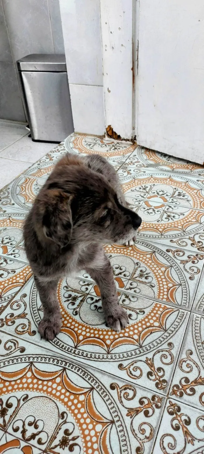 Cachorro ra a SRD-ViraLata idade Abaixo de 2 meses nome Filhotes Nina 