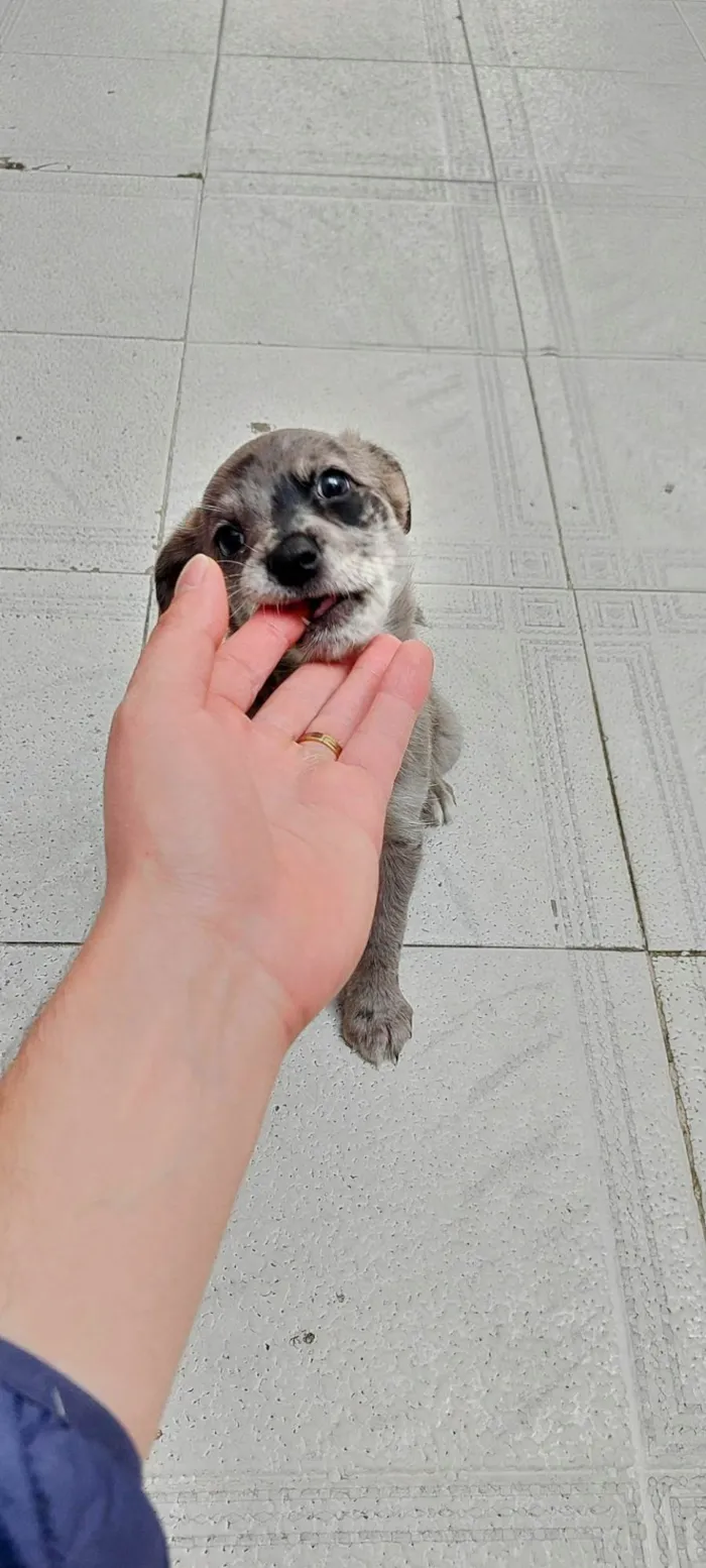 Cachorro ra a SRD-ViraLata idade Abaixo de 2 meses nome Filhotes Nina 