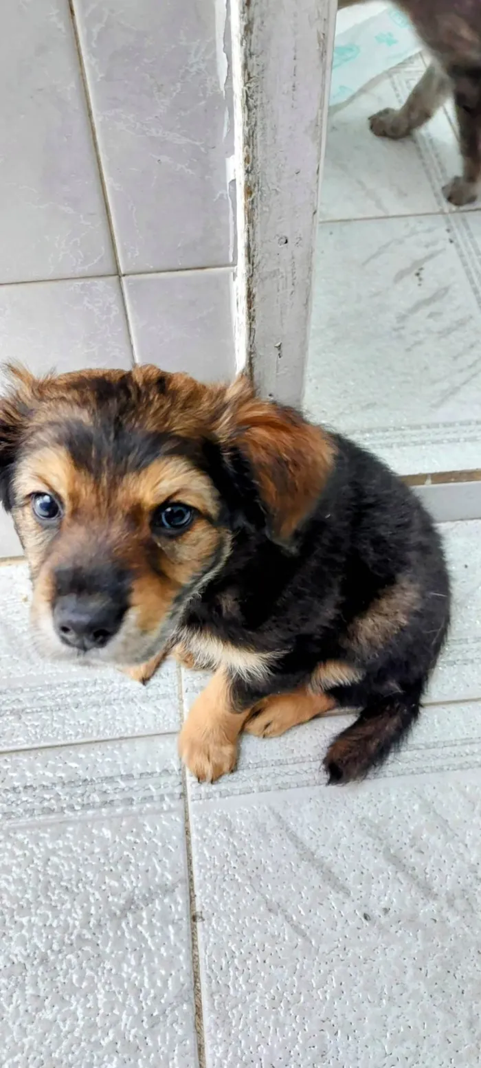 Cachorro ra a SRD-ViraLata idade Abaixo de 2 meses nome Filhotes Nina 