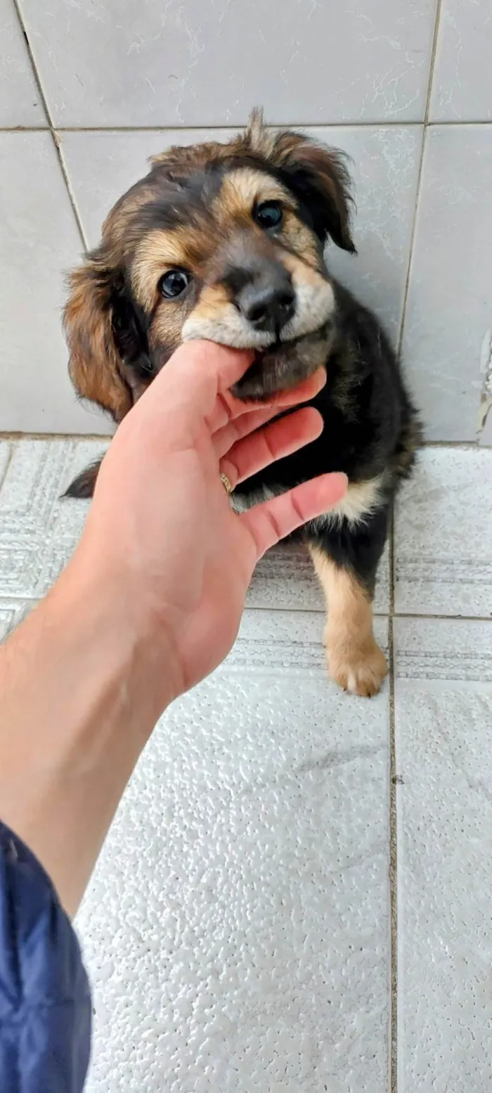 Cachorro ra a SRD-ViraLata idade Abaixo de 2 meses nome Filhotes Nina 