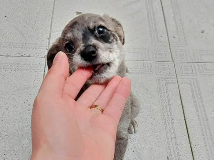 Cachorro ra a SRD-ViraLata idade Abaixo de 2 meses nome Filhotes Nina 