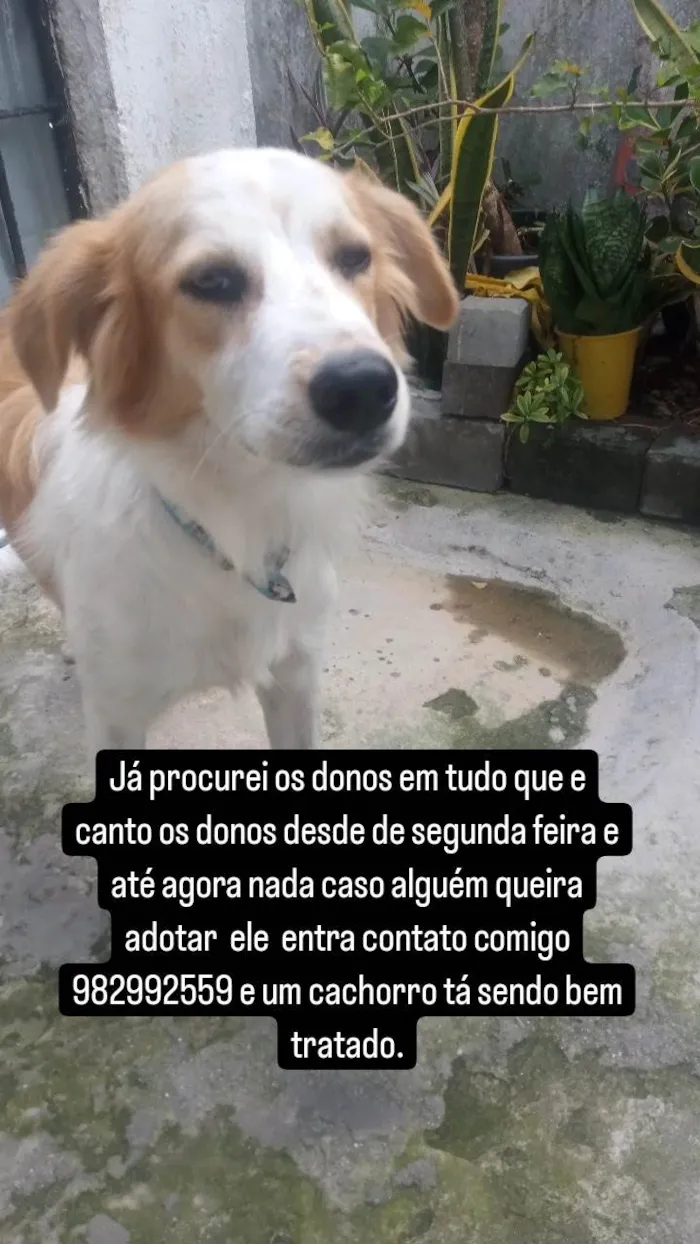 Cachorro ra a SRD-ViraLata idade 2 a 6 meses nome Amigão 