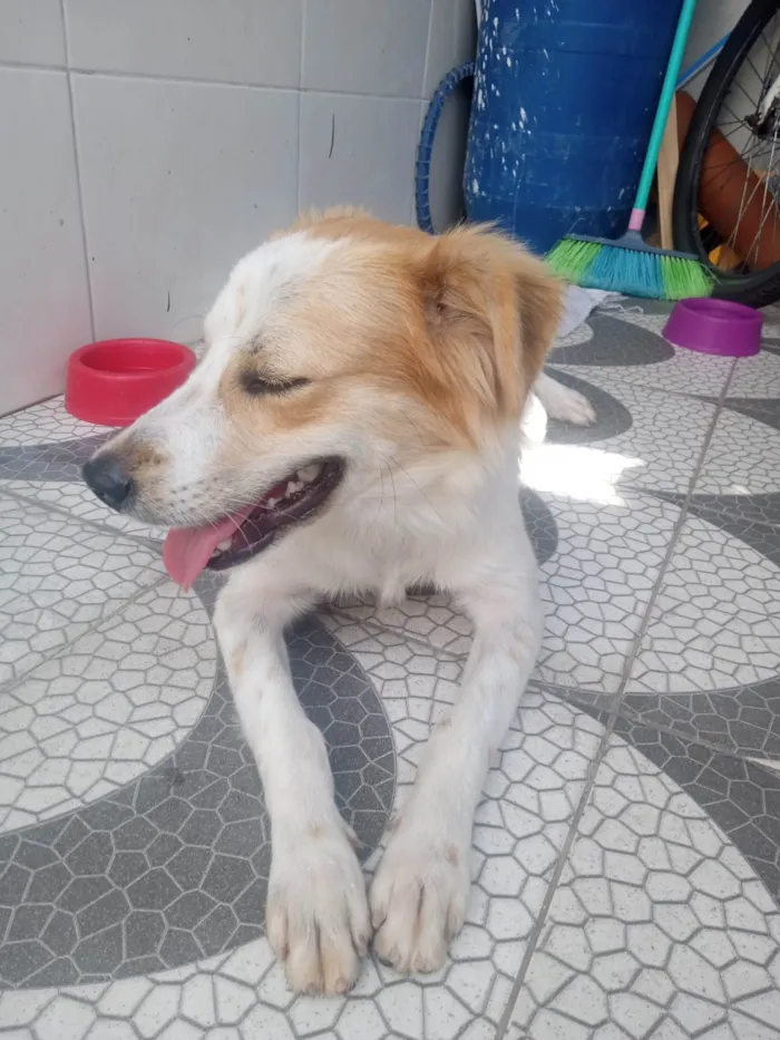 Cachorro ra a SRD-ViraLata idade 2 a 6 meses nome Amigão 