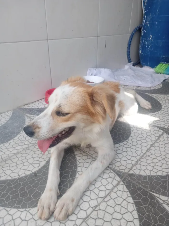 Cachorro ra a SRD-ViraLata idade 2 a 6 meses nome Amigão 